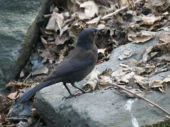 Common Grackle, Central Park