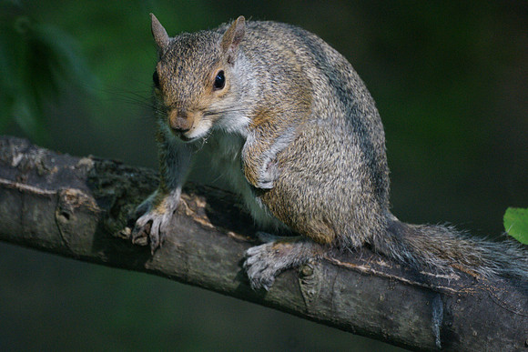 Squirrel, Central Park