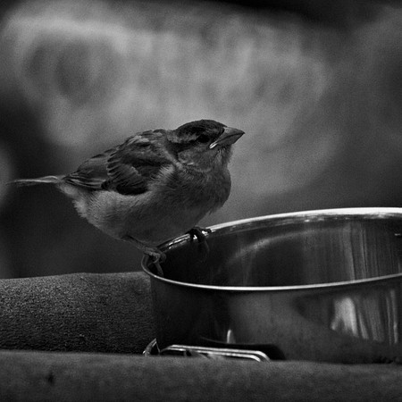 Baby sparrow, Queens Zoo aviary.