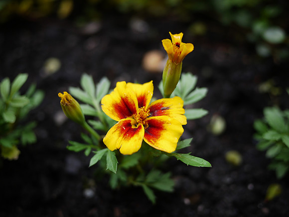 Marigold