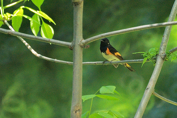 American Redstart, Central Park