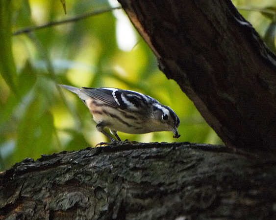 Black and White Warbler snacking