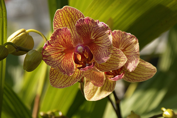 Phalaenopsis Baldans Kaleidoscope
