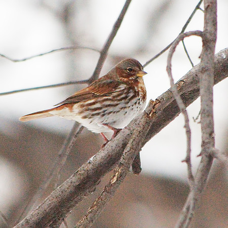 Fox Sparrow