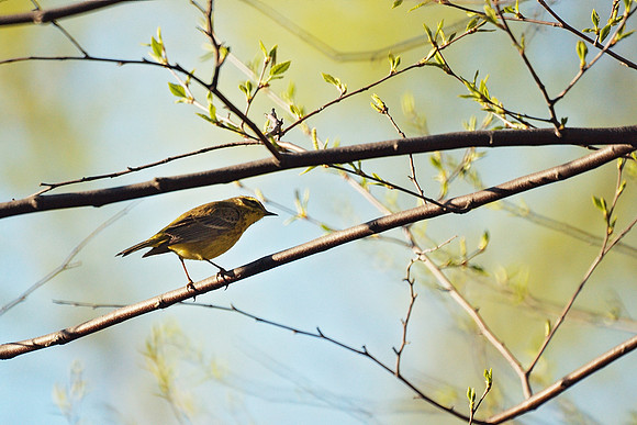 Palm Warbler, Turtle Pond, Central Park