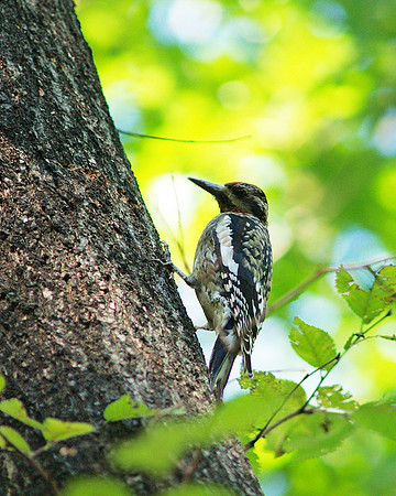 Yellow-Bellied Sapsucker, Central Park