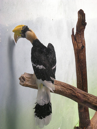 Hornbill ignoring you