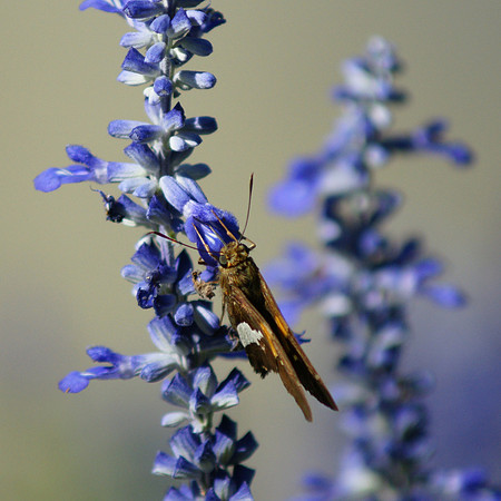 Skipper