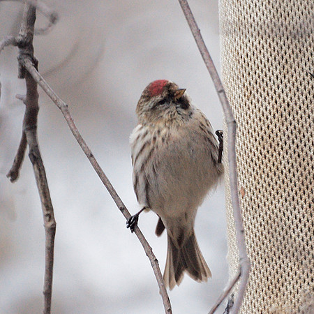 Common Redpoll, Central Park
