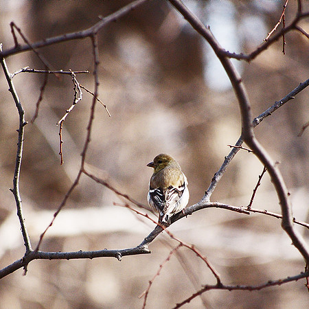 hard to sneak up on a goldfinch