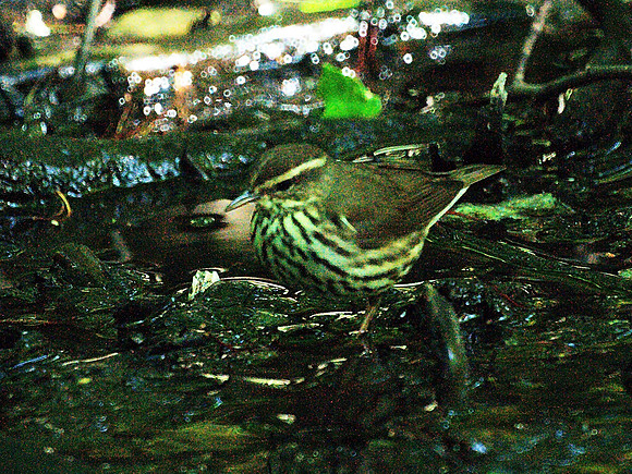Northern Waterthrush