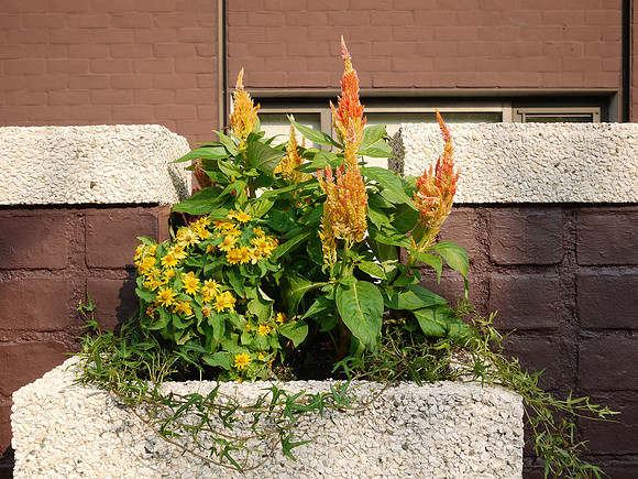 Flower box, 5th Avenue and 79th Street