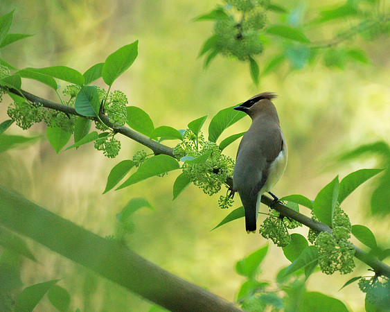 Cedar Waxwing, Central Park
