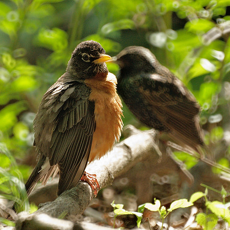 Robin (Starling)