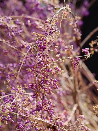 Beautyberry, Central Park