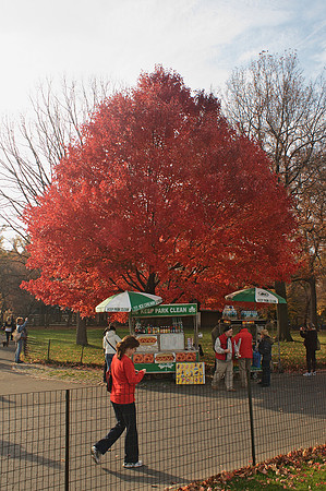 Hot dog cart, Central Park