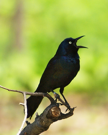 Yelling Bird