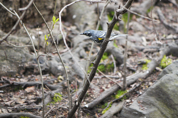 Yellow-Rumped Warbler, Central Park