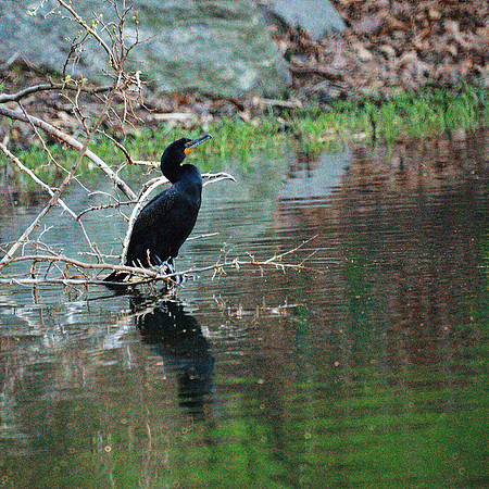Cormorant Repose