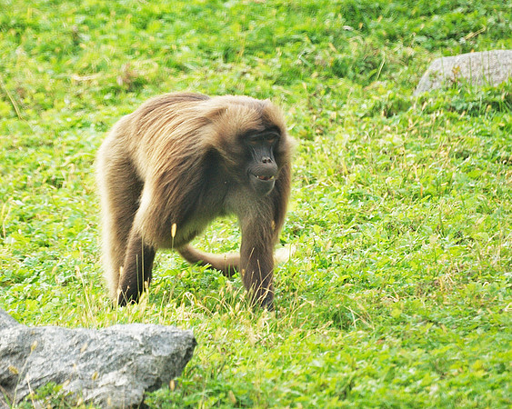 Gelada baboon, Bronx Zoo