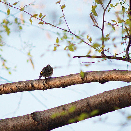 Yellow-Rumped Warbler