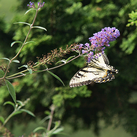 Tiger Swallowtail, Brooklyn Botanic Garden