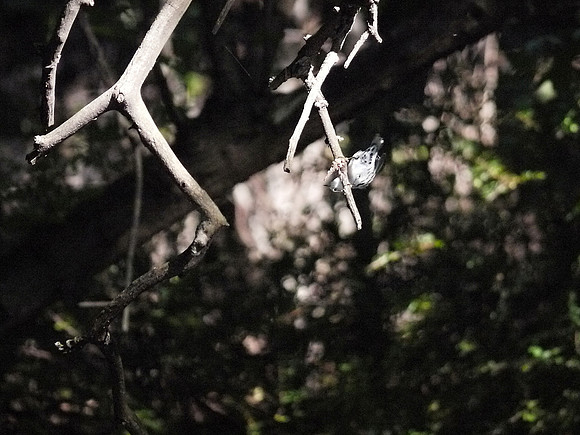 Some are hanging upside down