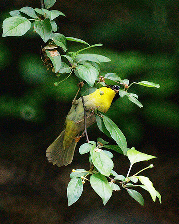 Common Yellowthroat, Central Park