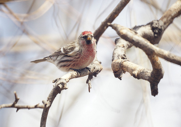 Common Redpoll