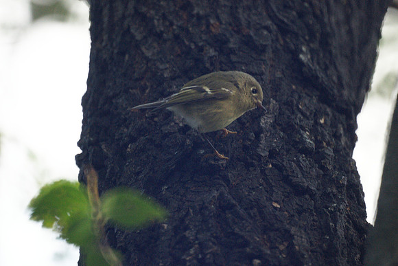 Ruby-Crowned Kinglet, Central Park