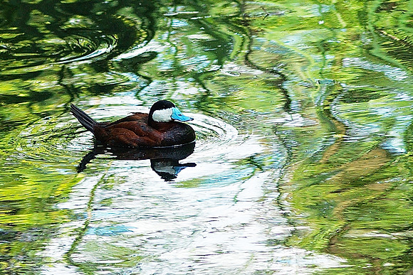 Ruddy Duck