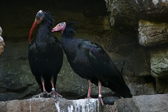 Waldrapps, Bronx Zoo