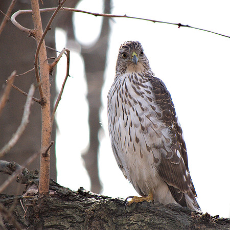 Young Cooper's Hawk, Central Park