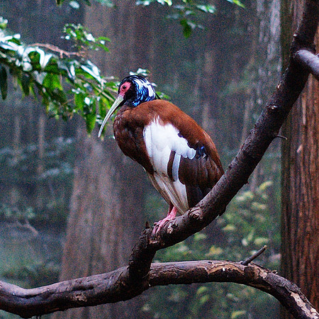 Stork, Bronx Zoo