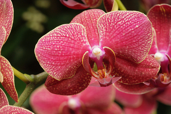Phalaenopsis Jungle Cat "Bloody Mary"