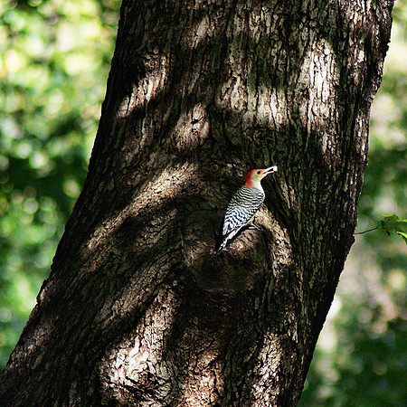Red-Bellied Woodpecker, with a snack