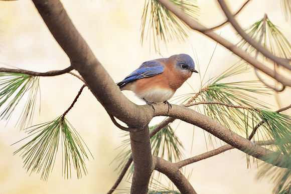 Very fat bluebird