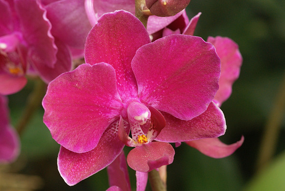 Doritaenopsis Pinlong Pomona