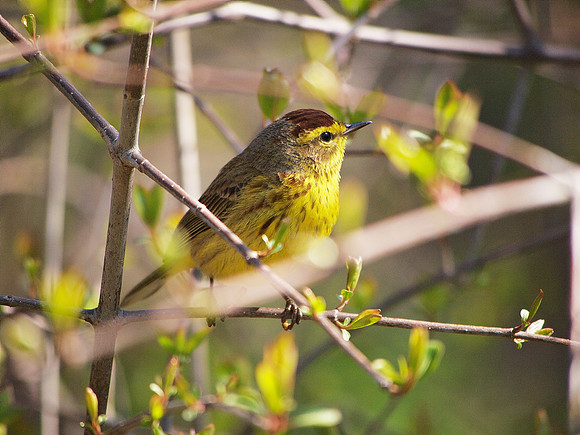 Palm Warbler, Central Park