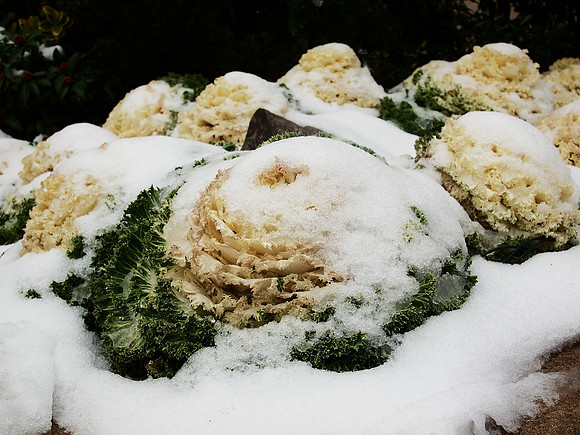 First Avenue: Flowering Kale in Snow