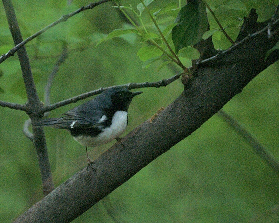 Black-Throated Blue Warbler, Central Park