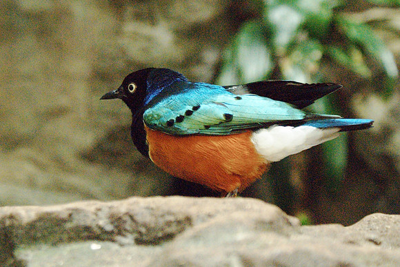 Superb Starling