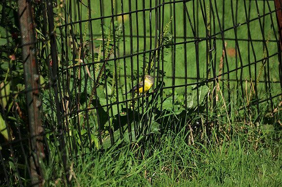 Magnolia Warbler (first-Fall female), Central Park