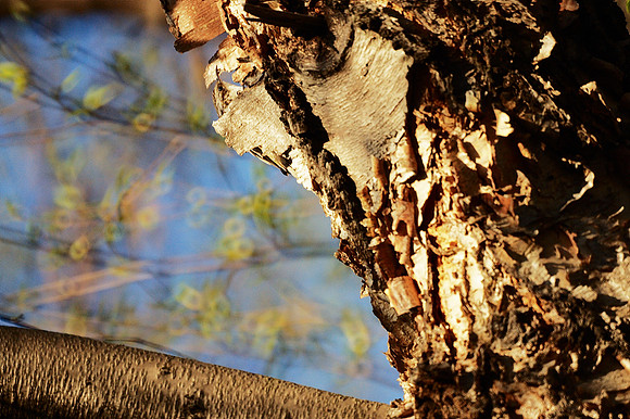 Hidden Brown Creeper