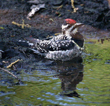 Yellow-Bellied Sapsucker bathing, Central Park