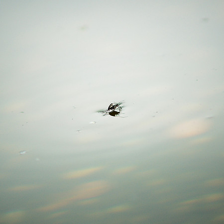 Water Strider Pr0n