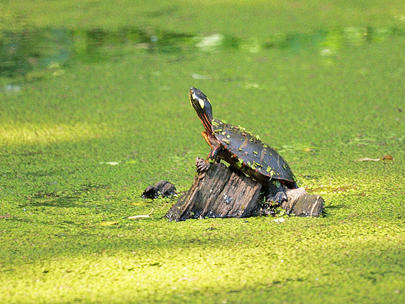 Turtle Pond