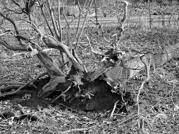 Tree stump, Central Park