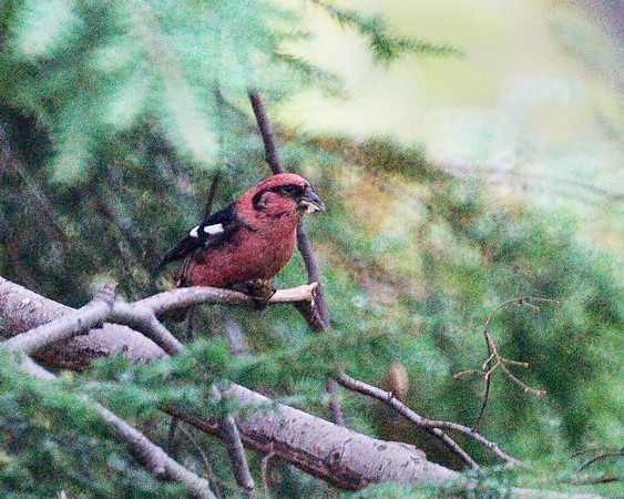White-Winged Crossbill, Central Park