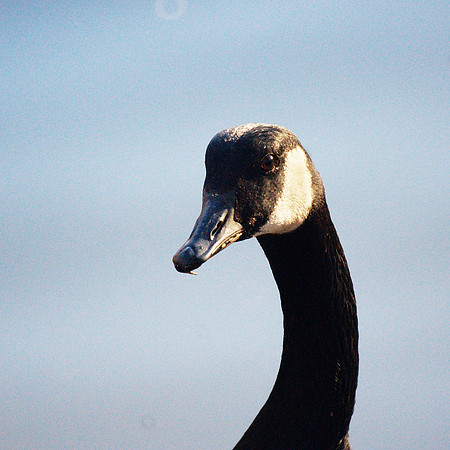 Goose